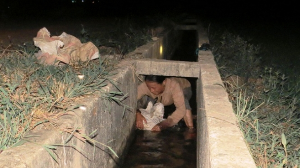 Trắng đêm vét nước, cứu lúa