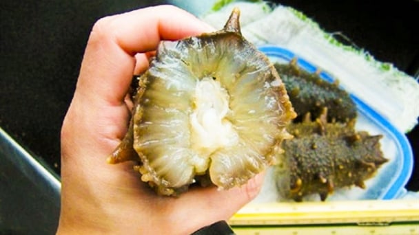 Hải sâm hỗ trợ diệt ung thư