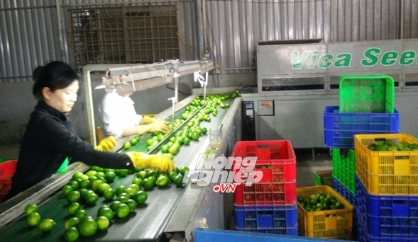 Bến Lức nức tiếng chanh không hạt