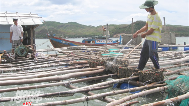 Cảnh báo ô nhiễm, tảo độc gây chết tôm hùm ở vịnh Xuân Đài
