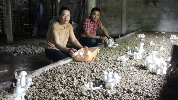 Trồng nấm vua mùa nắng nóng thu nhập cao