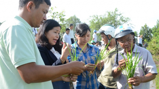 Kiên Giang: Hơn 15 ngàn hộ nông dân tham gia dự án VnSAT