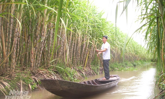 Hậu Giang: Nhiều diện tích mía vẫn chưa được ký hợp đồng bao tiêu