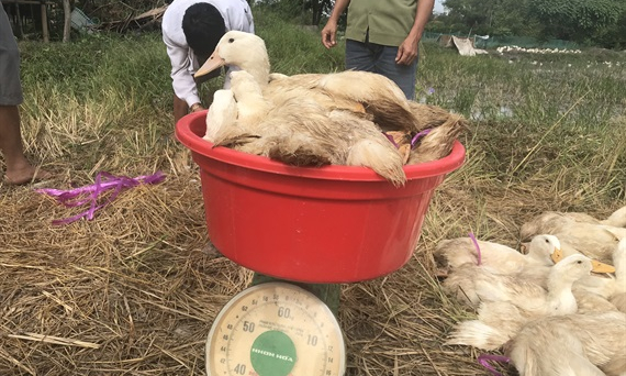 Vịt thương phẩm tăng giá