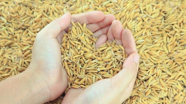 Thái Lan lộ chương trình áp giá lúa gạo mới