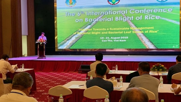Khai mạc Hội nghị quốc tế về bệnh bạc lá lúa tại Cần Thơ