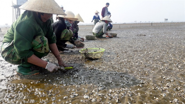 Ngao chết tại Thanh Hóa do mật độ nuôi quá dày