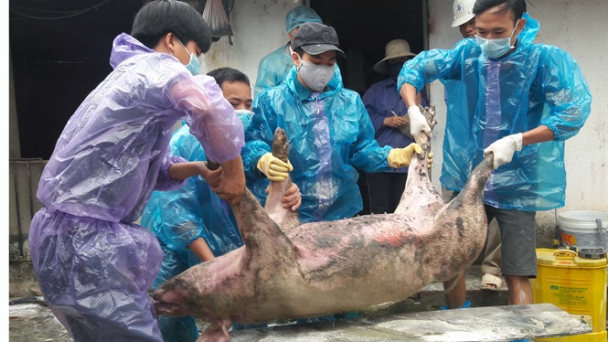 Hỗ trợ người dân vay vốn bị thiệt hại do dịch tả lợn châu Phi