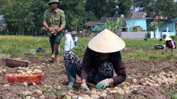 Thanh Hóa: Sẽ trồng 200-250 ha khoai tây liên kết chuỗi
