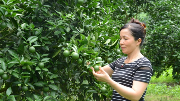 Hà Anh đồng hành cùng nông dân vùng cao
