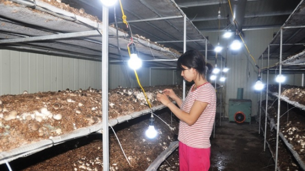 Về quê khởi nghiệp trồng nấm