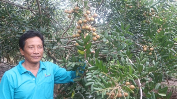 Trồng nhãn trên đất cù lao thu 1 tỷ/năm