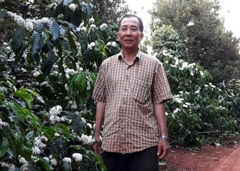 Trồng cà phê xen mắc ca, tiêu, cây ăn trái lãi tiền tỷ
