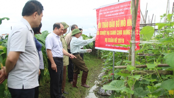 Giống dưa chuột cao sản chịu nhiệt