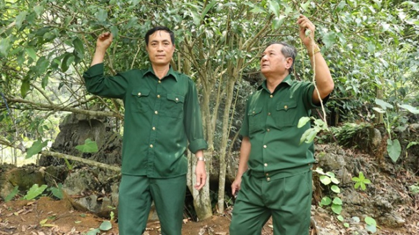 Làm giàu nhờ trồng rau sắng, mơ, củ mài trên đất Phật