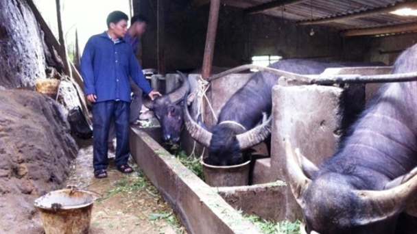 Vỗ béo trâu, nghề làm giàu trên vùng cao