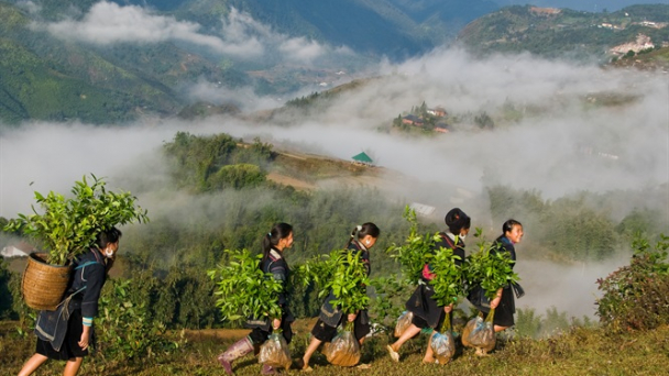 273.000 USD cho thông tin truyền thông VPA/FLEGT