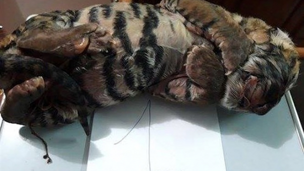 Nghệ An: Bắt đối tượng vận chuyển trái phép 2 cá thể hổ đã chết