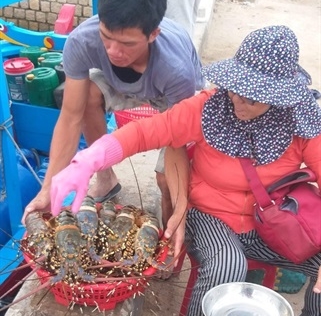 Tôm hùm trên vịnh Vân Phong liên tục chết