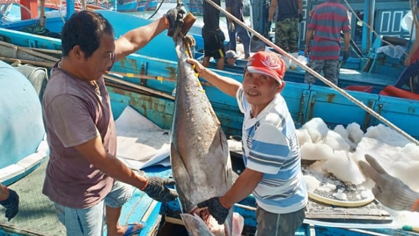 Nhiều tàu đánh bắt cá ngừ có lãi
