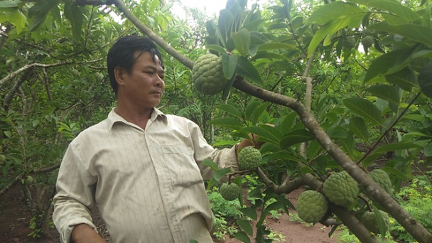Làm giàu từ cây na trên vùng sỏi đá