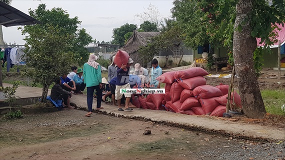 Bạc Liêu: Giá lúa tăng mạnh, nông dân phấn khởi