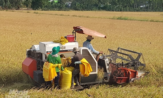Bạc Liêu: Trồng lúa ứng dụng công nghệ cao