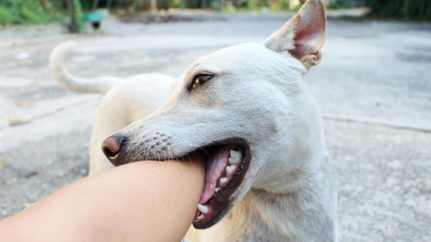 Một cháu bé bị chó cắn tử vong