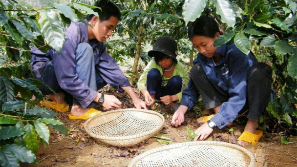 Kiếm bạc triệu từ nghề mót cà phê