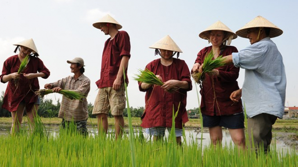 Vì sao lúa gạo Việt Nam 'rẻ mạt' đến thế?