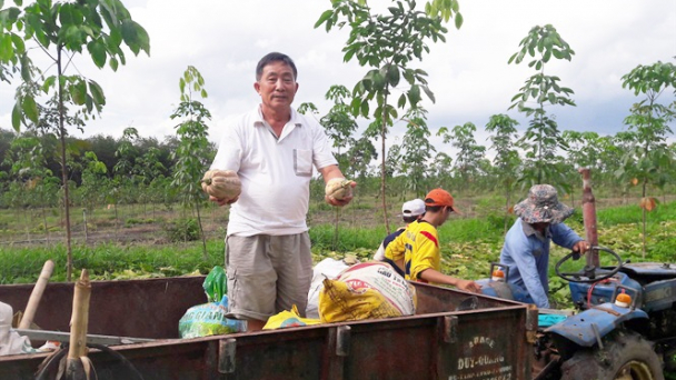 Bí đỏ Bình Phước mất mùa kép, nông dân trắng tay
