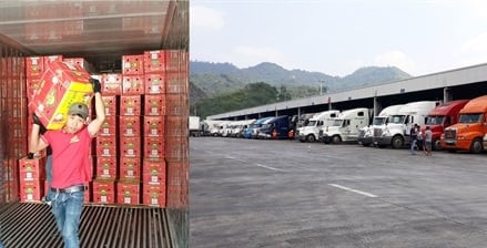 Sang Trung Quốc xem mua bán thanh long thế nào?
