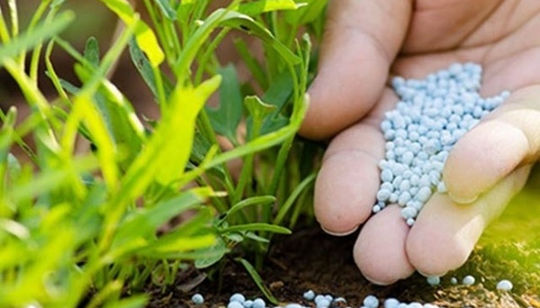 Ngộ độc dinh dưỡng trên cây trồng và biện pháp xử lý