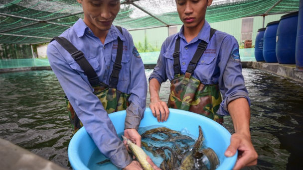 Sang viện nghiên cứu xem 'đãi vàng'
