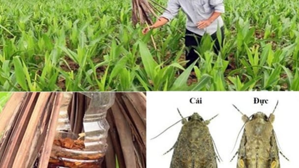 Hướng dẫn làm bả chua ngọt diệt trưởng thành sâu keo mùa thu