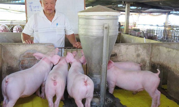 Triển khai thí điểm phần mềm quản lý chăn nuôi