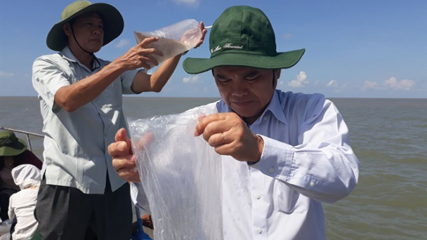 Cà Mau: Gần 3 triệu con tôm giống thả về biển