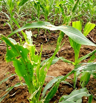 Tuyên Quang: 112 ha ngô bị sâu keo mùa thu gây hại