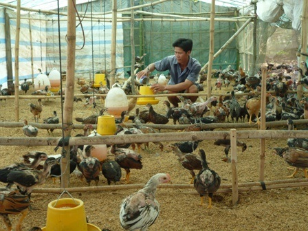 Nuôi gà trên đệm lót lên men