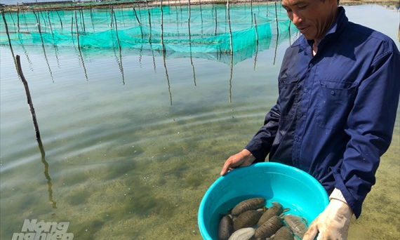 Đỉnh cao nuôi biển: Bài 3 - Cặp đôi hoàn hảo ốc hương, hải sâm
