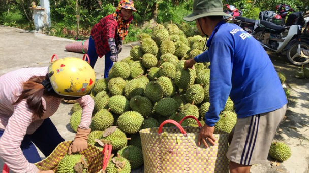 Sắp đến lúc 'bội thực' sầu riêng?