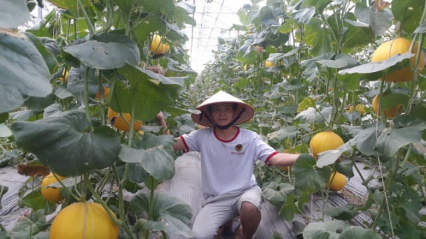 Hỗ trợ dự án khởi nghiệp thanh niên nông thôn tối đa 1 tỷ đồng