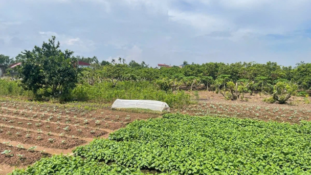 Quỹ đất nông nghiệp còn dư địa