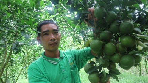 Quýt đường sai trái trĩu cành trên đất lúa