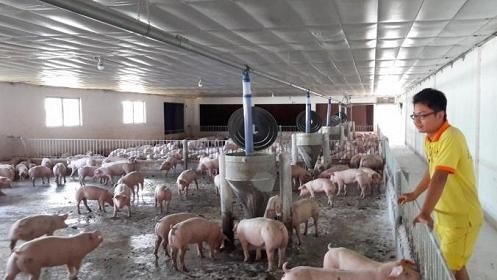 Bình Thuận: Chuyển mạnh chăn nuôi nhỏ lẻ sang trang trại, gia trại