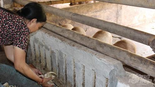 Nuôi lợn rừng không khó, thịt săn chắc, giá bán cao