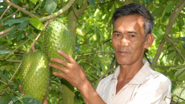 Mãng cầu xiêm, cây làm giàu cho nông dân Hậu Giang