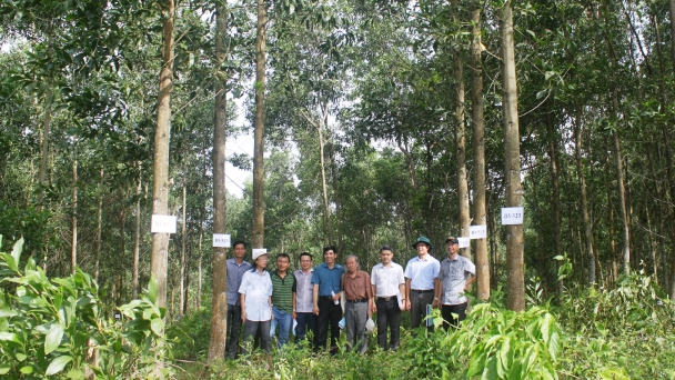Công nghệ sinh học thúc đẩy ngành lâm nghiệp phát triển vượt bậc