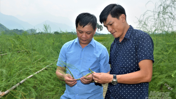 Măng tây trên đất lúa Tuyên Quang