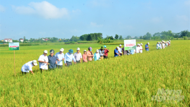 Giống lúa Dự hương 8 và VNR20 năng suất hơn 65 tạ/ha